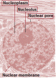 structure of nucleus